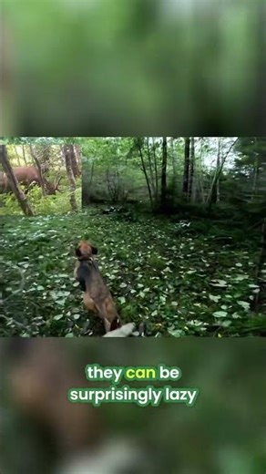 Bloodhound Naps: Surprisingly Lazy Sleepy Giants! #shorts