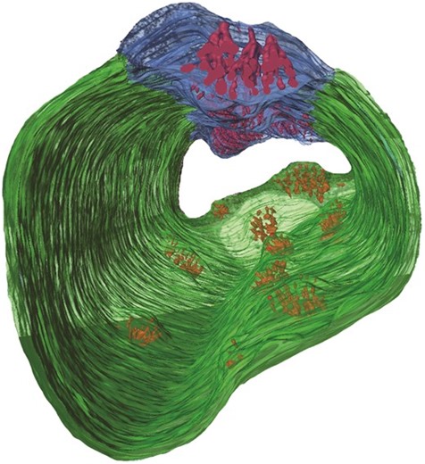 Symplasmic phloem loading and subcellular transport in storage roots are key factors for carbon allocation in cassava