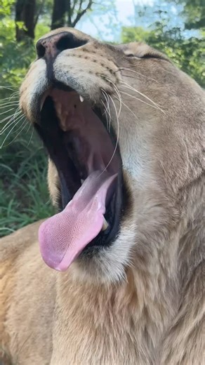 SanWild Sanctuary on Instagram: "Ysis, one of our lionesses from France 🇫🇷, caught mid-yawn. If you look closely at her tongue, you can see the tiny hook-like structures on the surface. Those are called papillae. They’re made of keratin, the same material as our nails, and they face backwards. Lions use them to scrape meat off bones and to groom themselves, pulling loose hair, dirt and even parasites out of their coats. It’s basically a built-in comb and meat scraper in one. When you see her l