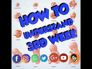 How to Understand Easily 3rd Week Embryology