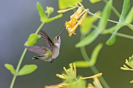 The BEST Perennials to Grow for Hummingbirds