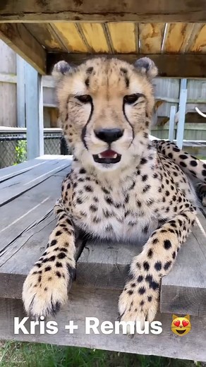 Cincinnati Zoo on TikTok