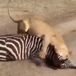 Find and book your perfect African safari tour package which suits...