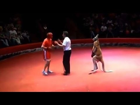Canguro boxeador . Hombre vs Canguro boxeador Mira quien gana