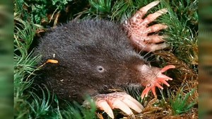 दुनिया के 5 अजीब जानवर | jangli janwar | amezing wild animals in the world | jungali janwar video