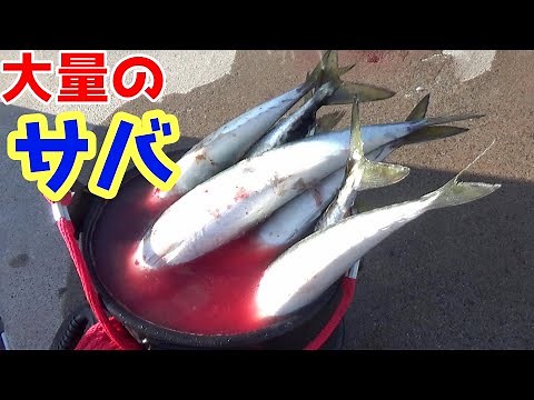 堤防から大型のサバが簡単に釣れまくった【堤防釣り】