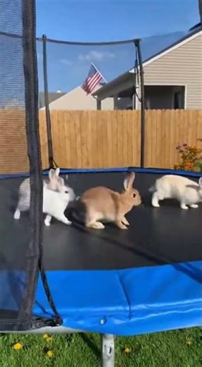 Homeowners find bunnies jumping on their trampoline 😲