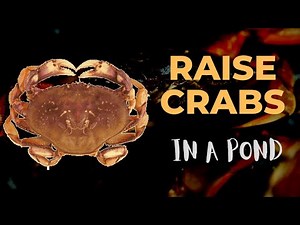 How To Raise Crabs In A Pond