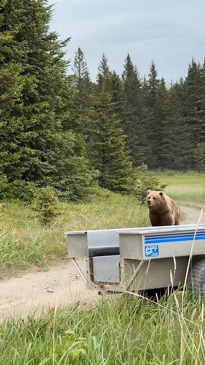 6.5M views · 66K reactions | You never know what’s around the next corner! A female brown bear popped out of the woods ahead of us. She jogged down the road to where another bear stood. Things happen fast in bear country. Always keep your head on a swivel #wildlifephotographer #homesteader #Alaska #visitalaska #alaskacruise #alaskalife #homesteadliving #alaskaliving #alaskalove #travelalaska | Brooke Bartleson Wildlife | Facebook