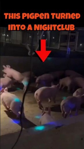 Funny Pigs Compilation That Gets Crazier—Wait for the Pig Disco at the End! 🐷😂