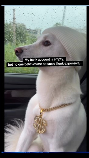 My bank account is empty, but no one believes me because I look expensive#