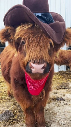 Louie: The Fluffy Highland Cow from Brown Farmstead