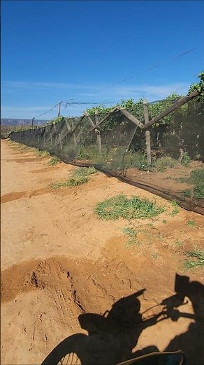 netting to prevent birds in. grape fields