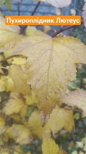 09.11.2025 💛💙 #осінь #пухироплідник #лютеус #жовтий #квітник #garden #Physocarpus opulifolius Luteus