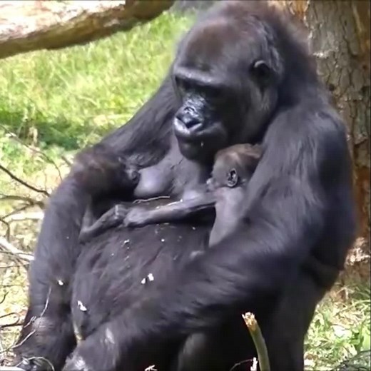 Heartwarming Gorilla Moments That Capture Joy
