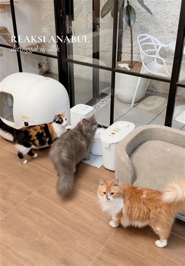 Video setahun sekali 😂🐈 Kalo tahun lalu reaksi mereka biasa aja, tahun ini kayanya pada kangen dan ngomel karena ditinggalin 😌🥰 #mudik2026 #cathouse #catlover #mudiklebaran #lebaran2026