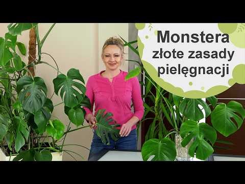 Monstera. Golden rules for monstera care.