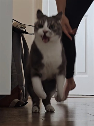 Cosmo's Chase Day 35: Cat Playtime Highlights