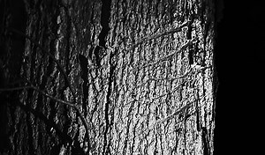 Mountain Monsters take on the Black Wolf of the Dark Forest