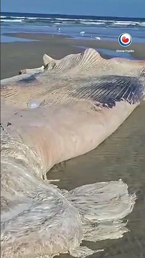 Vinvis aangespoeld op Ameland