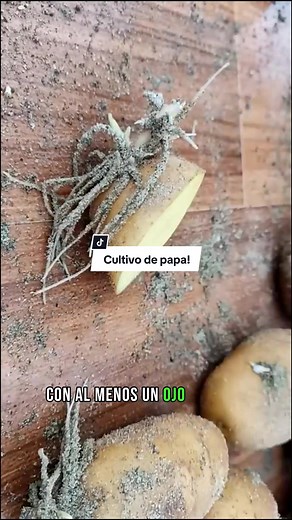 Cómo cultivar papas en casa fácilmente