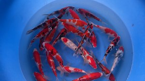 19 reactions | SP-A840 Maruhiro Small Nisai Gosanke Mix 18-23cm Now available : https://www.ornafish.com/wysiwyg/small-nisai-gosanke-mix-sp-a840/ | Ornafish Japan Co.,Ltd | Facebook