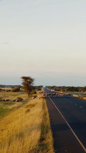 1.4M views · 19K reactions | Affordable Tanzania group safari August available 2024.  DM: @tanzania.adventures our #winetours #privateboat #privateboat #vacationmode #tripofalifetime #travelbusiness #vacation #naturalpool #travelphotography #czechtour #beautifuldestinations #vacations #familybusiness #homeiswheretheheartis #alwayssummer #travelling #brewerytours #travellerschoice | Tanzania Adventures Group | Facebook