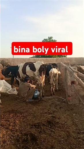 #please_subscribe_my_channel #cow form #lifeisbutadream #duet