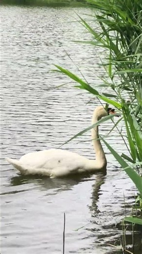 Mute Swan Swimming Through Reed Beds at Parc de Saint-Cloud - Paris