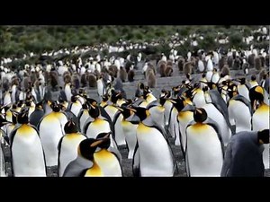 King Penguins Nesting