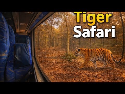 Sanjay Gandhi National Park Tiger Safari 🐯 | Mumbai Jungle Experience Vlog