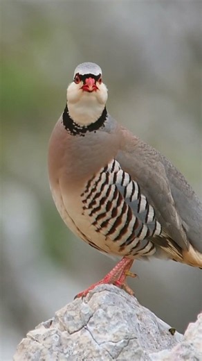 Chukar Partridge Sound & Vocalization | Wild Bird Watching 16 September 2026