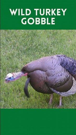 Wild Turkey Gobble Sound #turkey #turkeyhunting #turkeygobble #gobblegobble #turkeysounds