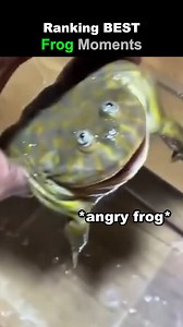 6.6K views · 11K reactions | Ranking Best Frog Moments  #ranking #viral #funny #frog | Define Ranked | Facebook