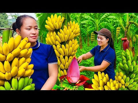 青バナナを早く熟させる方法🍌｜収穫から販売まで🏡