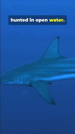 5 SHOCKING Mosasaurus Facts! 🐋🦖 #shorts #dinosaur #facts #jurassicworld #mosasaurus