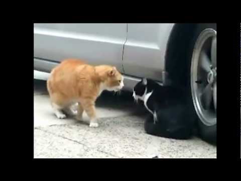 Learn to speak Spanish quickly with funny videos on youtube