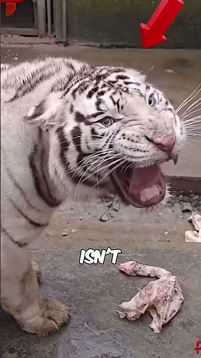 Albino tiger wild animal #animals #wildlife #cuteanimals