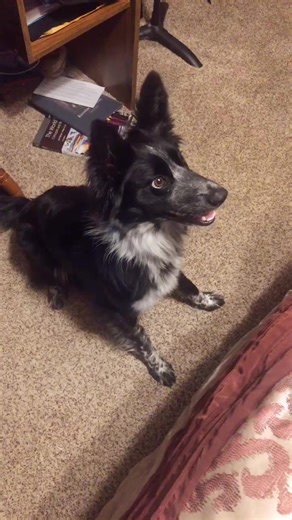 Please enjoy this random video of us teaching our puppy how to count 🐶 #puppy #dogsofttiktok #countingdog #cutepuppy #cutedog #dogsdoingtricks