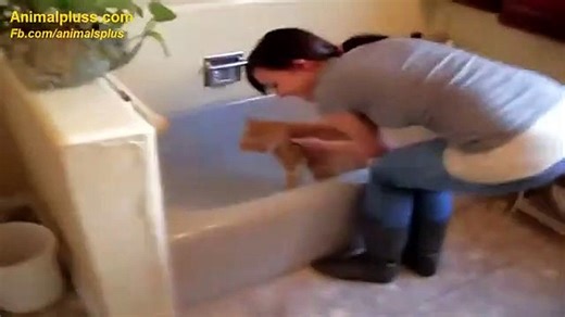 ---Top 10 Funny Cats Talking like humans Compilation [NEW 2015] - YouTube