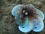 Camouflaged octopus changes colour as it emerges from reef