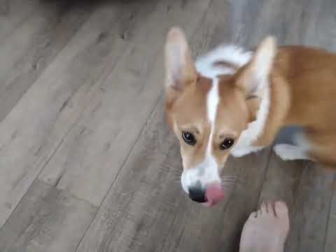 Dog is taking a dump