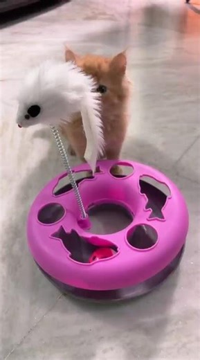 New family mem #kitten #cat #lover #petlover #ytshorts #shorts #shortvideo