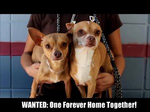 Attention Chihuahua lovers: meet Claudius and Barnabus! These little guys are available for adoption at our shelter and are originally from the same home. We hope to find these two a forever home where they can live happily ever after together. | SPCA Tampa Bay