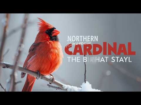 Northern Cardinal: The Fire-Red Songbird That Rules the Backyard Year-Round