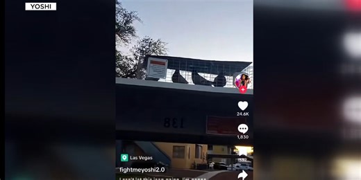 A mandate for ‘humane’ pigeon trappings could be coming to Clark County