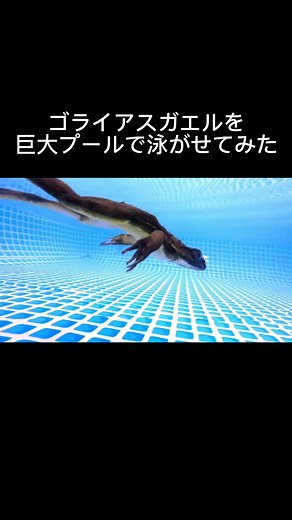 ゴライアスガエルの泳ぎ方とは？広々した水場での様子