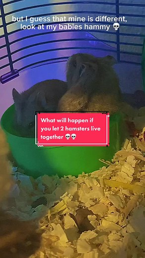 Two Hamsters Living Together Peacefully in One Cage