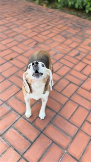 HOUNDS… this is YOUR moment to unleash your inner drama queen/king because we’re hitting the stage at The Big Woof Fest! 👏 We’re proud to be facilitating the Woof It Up Howl Contest at The Big Woof Festival in Coconut Grove — Saturday, January 17, 2026 at 2:30 PM — and we need the loudest, proudest, most dramatic voices repping the SFBR fam! 🎶🔥 Think your pup has a howl that stops PetSmart shoppers mid-step? Interrupts Zoom calls? Sends Amazon drivers back to their truck? PERFECT. They were b