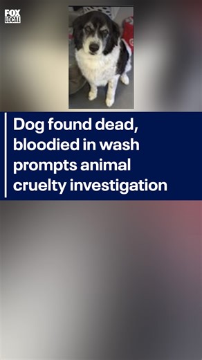 Deputies are investigating the death of a missing dog found bloodied in an Arizona wash with its collar hanging from a nearby tree. Story link in comments ⬇️ | FOX 10 Phoenix
